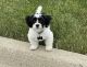 Bichonpoo Puppies for sale in Flint, MI, USA. price: NA
