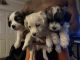 Bichonpoo Puppies for sale in Orlando, FL, USA. price: $400