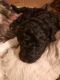 Bichonpoo Puppies for sale in Lansing, MI, USA. price: NA