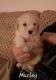 Bichonpoo Puppies for sale in Adrian, MI 49221, USA. price: NA