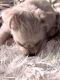 Bichonpoo Puppies for sale in Hunterdon County, NJ, USA. price: $1,900