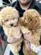 Bichonpoo Puppies for sale in Tampa, FL, USA. price: $3,000