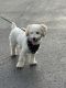 Bichonpoo Puppies for sale in Fort Lauderdale, FL 33319, USA. price: $500