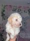 Bichonpoo Puppies for sale in Orlando, FL, USA. price: $1,300