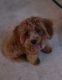 Bichonpoo Puppies for sale in Wimauma, FL 33598, USA. price: $7,000