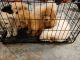 Bichonpoo Puppies for sale in Kissimmee, FL, USA. price: $1,000