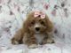 Bichonpoo Puppies for sale in Lakeland, Florida. price: $795
