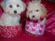 Bichonpoo Puppies for sale in Detroit, MI, USA. price: NA