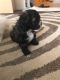 Bichonpoo Puppies for sale in Grand Rapids, MI 49546, USA. price: NA