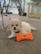 Bichonpoo Puppies for sale in Long Branch, NJ 07740, USA. price: $2,500