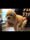 Bichonpoo Puppies for sale in Batsto, NJ 08037, USA. price: $1,200