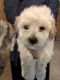 Bichonpoo Puppies for sale in Hawthorne, NJ, USA. price: $2,500