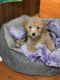 Bichonpoo Puppies for sale in East Brunswick, NJ, USA. price: $2,000