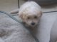 Quintessential lap dog puppies for sale! Bichon- yorkipoo