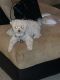 Bichonpoo Puppies for sale in Macomb County, MI, USA. price: NA