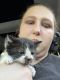 Bicolor Cats for sale in Conway, SC, USA. price: NA