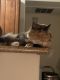 Bicolor Cats for sale in Henderson, NV, USA. price: NA
