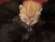 Bicolor Cats for sale in Woodstock, VT, USA. price: $50