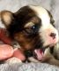 Biewer Puppies for sale in Long Beach, NY, USA. price: NA
