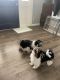 Biewer Puppies for sale in Gonzales, TX 78629, USA. price: NA