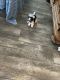 Biewer Puppies for sale in San Angelo, TX, USA. price: NA