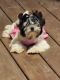 Biewer Puppies for sale in Smithfield, NC 27577, USA. price: $1,500