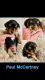 Biewer Puppies for sale in Salisbury, NC, USA. price: $1,200