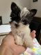 Biewer Puppies for sale in New York, NY, USA. price: $2,600