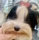 Biewer Puppies for sale in Long Beach, NY, USA. price: $4,000