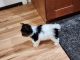 Biewer Puppies for sale in Tacoma, Washington. price: $3,000