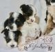 Biewer Puppies for sale in Atlanta, Georgia. price: $2,500
