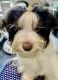 Biewer Puppies for sale in Long Beach, NY, USA. price: $400,000