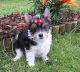 Biewer Puppies for sale in Houston, TX, USA. price: NA