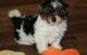 Biewer Puppies for sale in Houston, TX, USA. price: NA