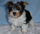 Biewer Puppies for sale in Dallas, TX, USA. price: NA