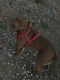 Billy Puppies for sale in Cheyenne, WY 82007, USA. price: NA