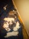 Billy Puppies for sale in Detroit, MI, USA. price: NA