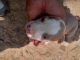 Billy Puppies for sale in Carrollton, GA, USA. price: NA