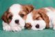 Billy Puppies for sale in Birmingham, AL, USA. price: NA