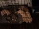 Billy Puppies for sale in Forest Park, GA, USA. price: NA