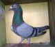 Pigeon Birds for sale in Chennai, Tamil Nadu, India. price: 1000 INR