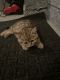 Birman Cats for sale in 29 Primrose Ln, Huntingdon Valley, PA 19006, USA. price: NA