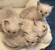 Birman Cats for sale in Los Angeles, CA 90060, USA. price: $950