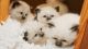 Birman Cats for sale in Atlanta, GA, USA. price: $900