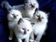Birman Cats for sale in Montgomery, AL, USA. price: NA