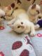 Birman Cats for sale in New York, NY, USA. price: NA