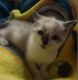 Birman Cats for sale in Fort Worth, TX, USA. price: NA
