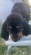 Black and Tan Coonhound Puppies