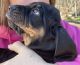 Black and Tan Coonhound Puppies for sale in Mt Gilead, NC 27306, USA. price: NA