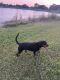 Black and Tan Coonhound Puppies for sale in Homestead, FL 33035, USA. price: NA